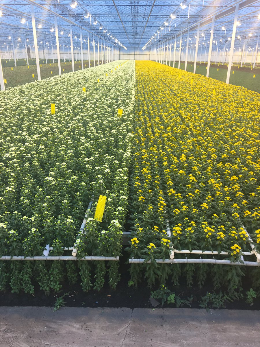 Monnikenwaard's tweet photo. Mooi vak santini Cloud en Aurinko. #santini #chrysanten #flowers #bloemen https://t.co/RbwQa6u2DF