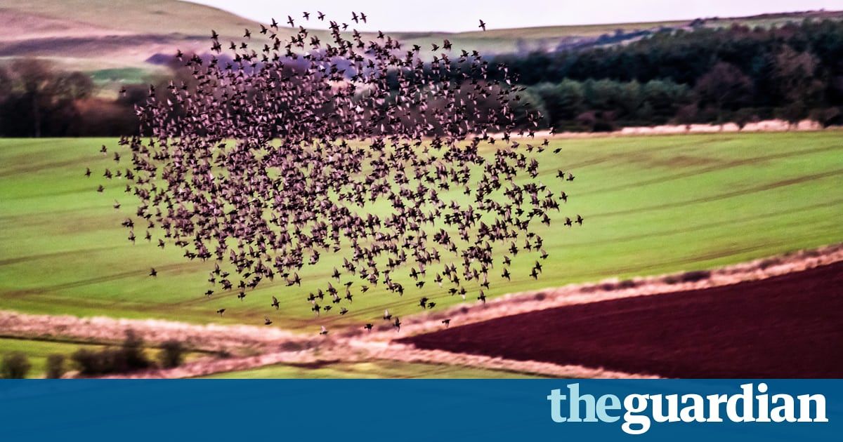 BeesBeyond's tweet photo. Wildflower planting on farms boosts birds, from skylarks to starlings https://t.co/z5m5gwuBNZ https://t.co/4UXktZw5xT