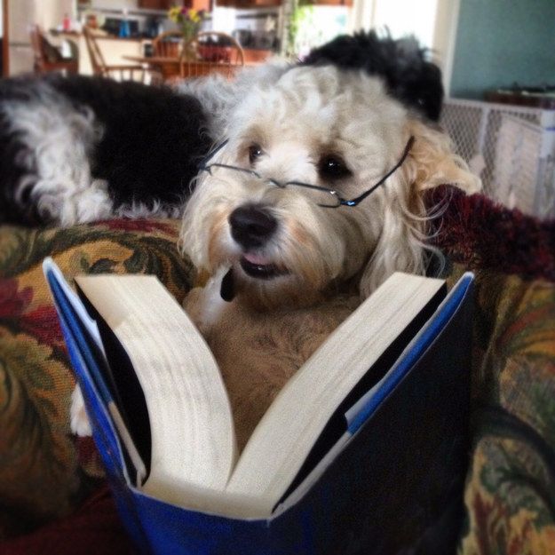 Read funny. Изображение книги в очках. Смешные книги. Reading is fun. Read funny.