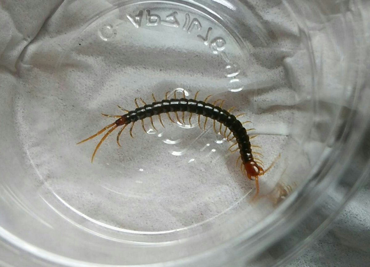 もふk ちなみに第二版で採用されている和名 ナガトケアシアカムカデ は 元々は亜種和名であり ケアシアカムカデ を用いられる場合もあるようです 第二版がなぜ亜種和名を採用したのかは分かりませんが 後にケアシアカムカデscolopocryptops