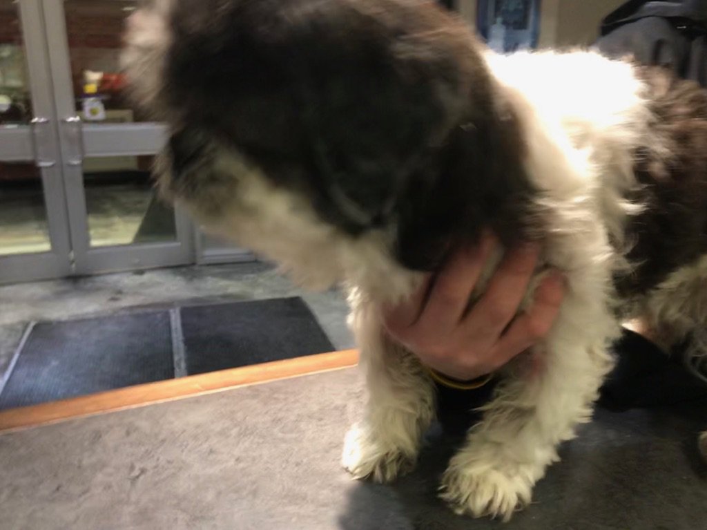 TPSPRowe's tweet photo. Dog found this morning at 6 am on the Lawrence Ave/Meadowvale bridge wearing green coat. Safe and sound and can be picked up after 1030 this morning at the Progress Ave (#821) Shelter https://t.co/zj8mCr8uIK
