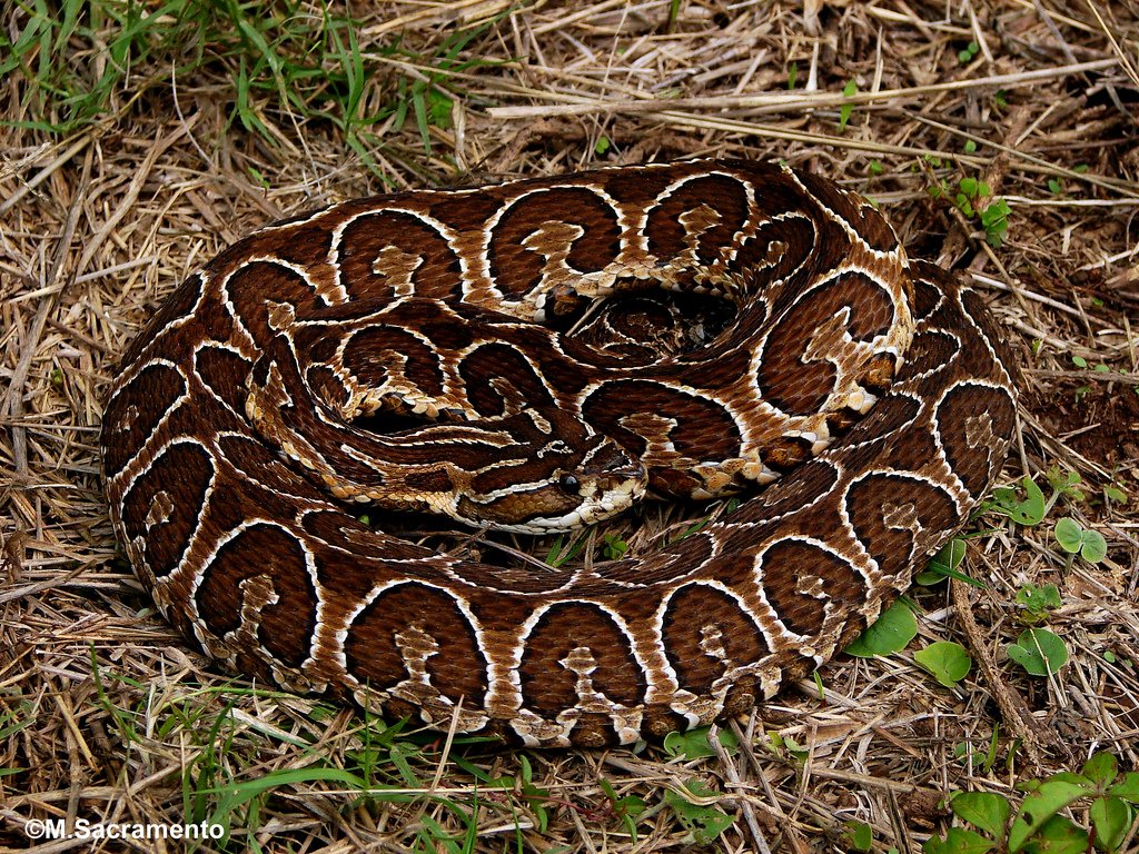 Luis Recalde on Twitter: "De los tres géneros de serpientes potencialmente muy venenosas Paraguay (Corales, cascabeles Las Bothrops (Yararás) son las que mas se confunden con serpientes no peligrosas.