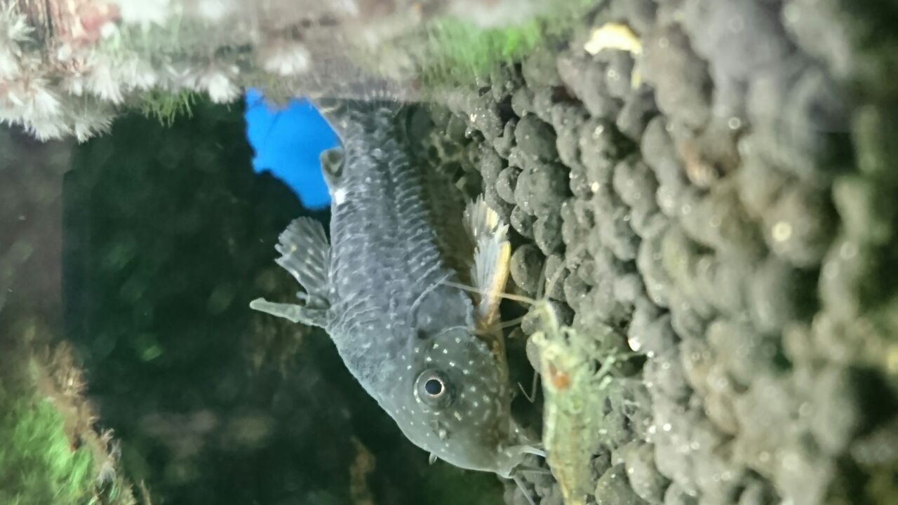 Fungus グリエルorふるぽて コリドラスのこれってカラムナリスですか カラムナリスならヒレが白くなる気がするのですが 熱帯魚 コリドラス カラムナリス T Co W7syuqkubq Twitter