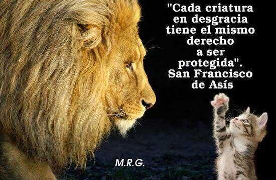 AnimalesEnExtinción tweet media