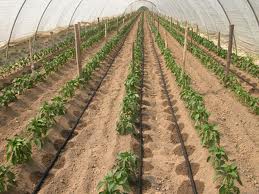 farmerscornerng's tweet photo. NOTICE TO ALL MEMBERS, FOLLOWERS, PARTNERS AND LOVERS OF AGRIBUSINESS DEVELOPMENT IN AFRICA.

We hereby notify all that our members requested for practical and technical step by step guide on water drip and control installation for greenhouse technology for local constructions. https://t.co/hPErBoVToH