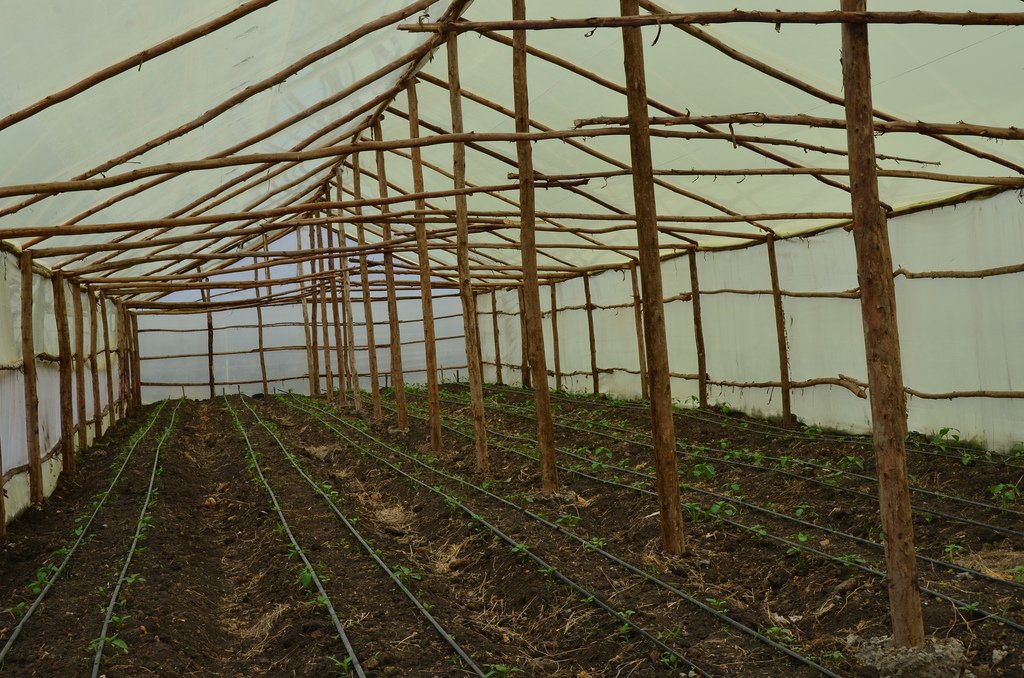 farmerscornerng's tweet photo. NOTICE TO ALL MEMBERS, FOLLOWERS, PARTNERS AND LOVERS OF AGRIBUSINESS DEVELOPMENT IN AFRICA.

We hereby notify all that our members requested for practical and technical step by step guide on water drip and control installation for greenhouse technology for local constructions. https://t.co/hPErBoVToH