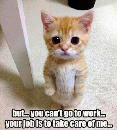 ginger53217's tweet photo. Good morning everyone! Have a terrific day!! https://t.co/EOiIXm8Cy7