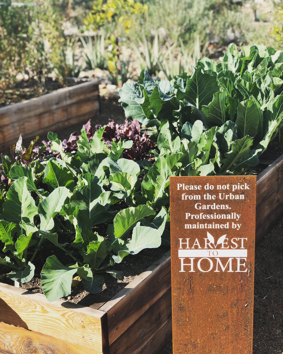 Our Winter Urban Garden crop is looking beautiful &amp; delicius! Our <a href="/harvesttohome/">Harvest   To   Home</a> rep, Kirk is harvesting the gardens every Tuesday around noon. #intersectirvine #workplacemeetswellness #vegetables #gardens #urbangarden #harvesttohome #gardening #organicgardening #wintergardens