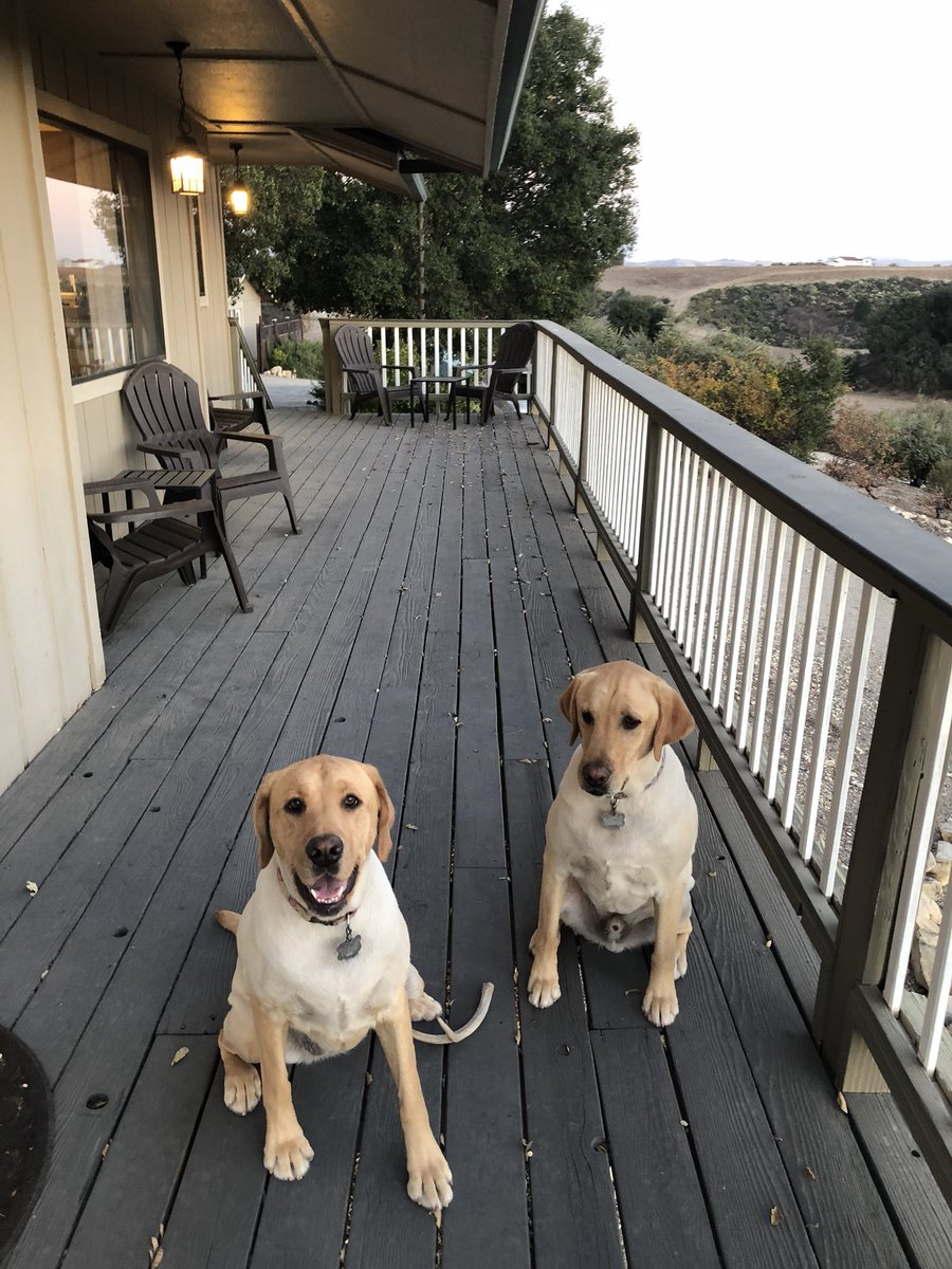 PendraysDstlry's tweet photo. #tbt Daisy &amp; Bo at our VRBO! Did you know PasoPort/Pendray’s has a vacation rental? For more info, go to https://t.co/ZhYnqSIxvu #comevisitus https://t.co/SzIIyMiEC6