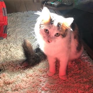 Apologies for the delay with the new site. It&rsquo;s a major improvement on the last iteration, hence the<a href="/tag/appleevent"class="tags"><span>#appleevent</span></a><a href="/tag/iphone11"class="tags"><span>#iphone11</span></a>