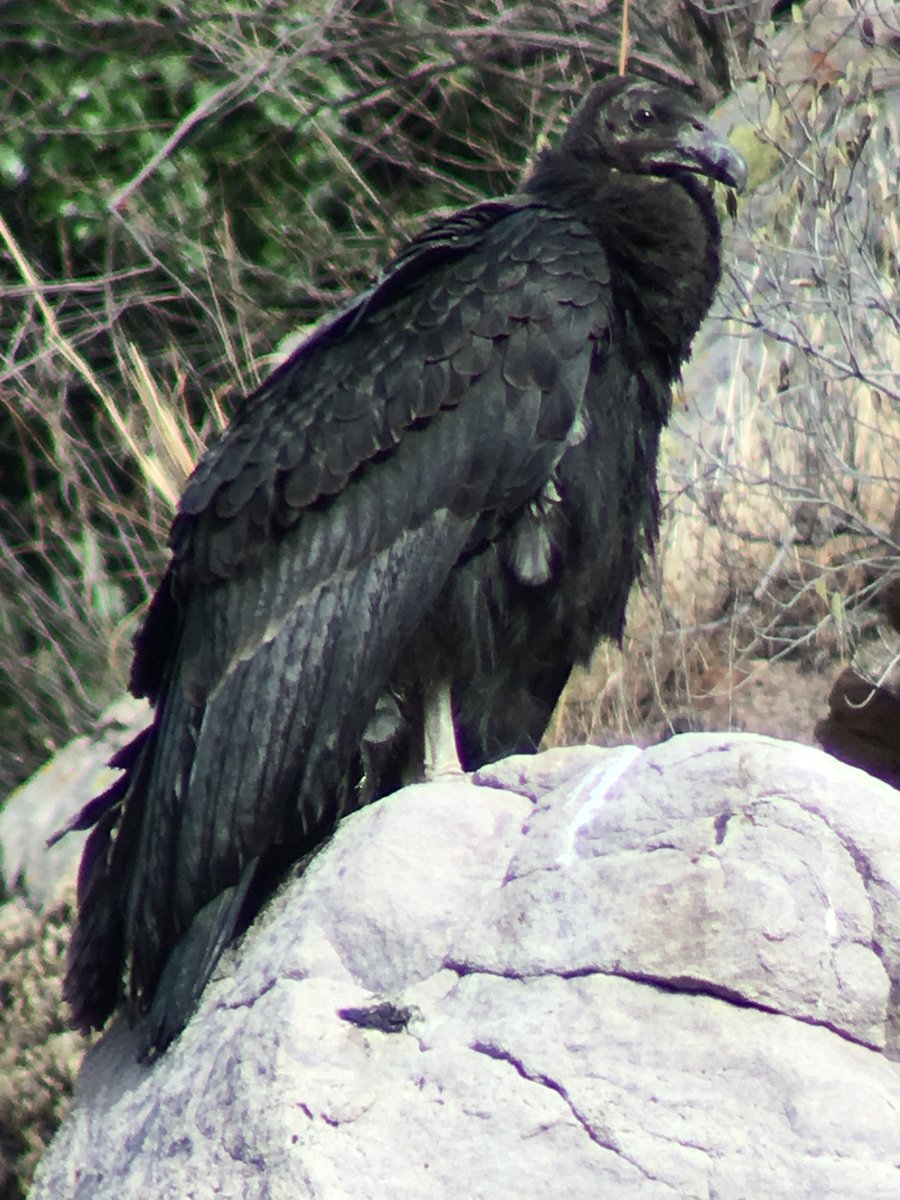 CornellCondors's tweet photo. Enjoy a few more pictures of California Condor fledgling #871 taken by USFWS volunteer Stephanie Herrera. https://t.co/kOt7ffJQQ5