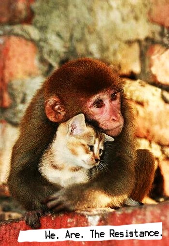 AmRisingBLUE's tweet photo. @TheSteveTheCat @KeepLadyWarm @Way2gosassy @AntiGOPActivist @CarmenYulinCruz @ltgrusselhonore @cannabisforvets @CitizensFedUp @YerOpinion @SuzanneAltfeld @BJSquirrel @TruthEqualsFact I am @KeepLadyWarm .. and the mother came out of hiding carrying each kitten to the humans holding open blankets. Only when the last one was in their hands did she rest her head, overwhelmed by the deepest gratitude that her children were safe. #RESIST https://t.co/JcGCmNKU58 https://t.co/NWPANh7osx