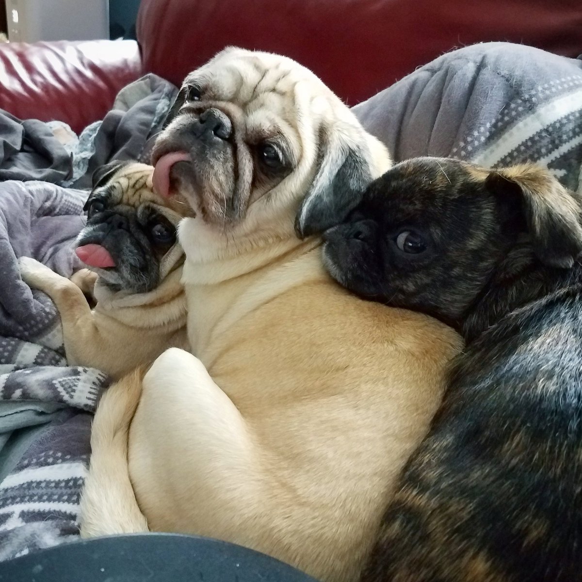 funaek's tweet photo. The cold is bringing out the best grumble snuggles! #pugblanket #grumbleblanket #pugstack #grumblestack #grumblesquad #snugglepugs https://t.co/YjHHG1kU1A