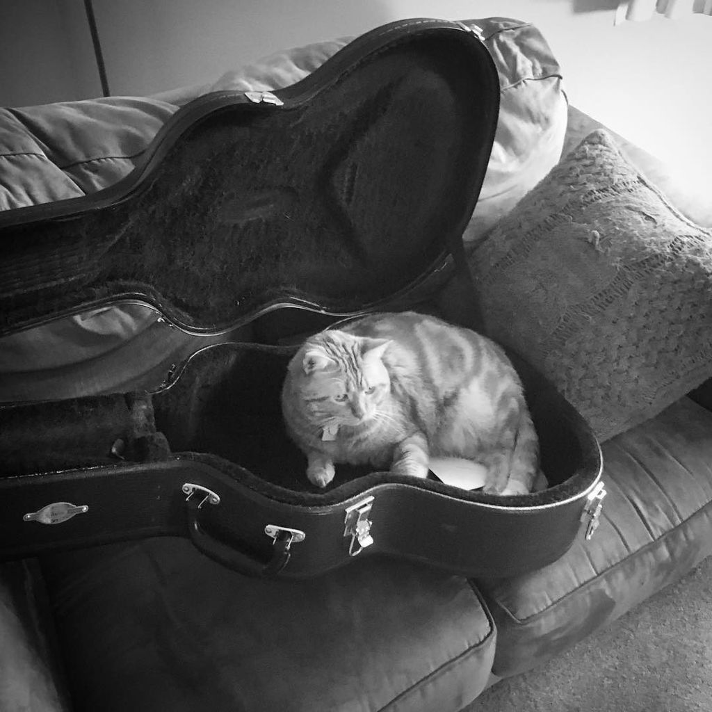 timostdiek's tweet photo. Join The Longtucky Lookers tonight at The Tasty Weasel! We’re mostly for looking at but excited to make a little noise too. 6 to 8pm! #oskarblues #tastyweasel #rootsbelow #longmontlove #singersongwriter #longmontlove #beerandmusic #catsofinstagram https://t.co/CmJnGqvGV1 https://t.co/NVvb43NzTK