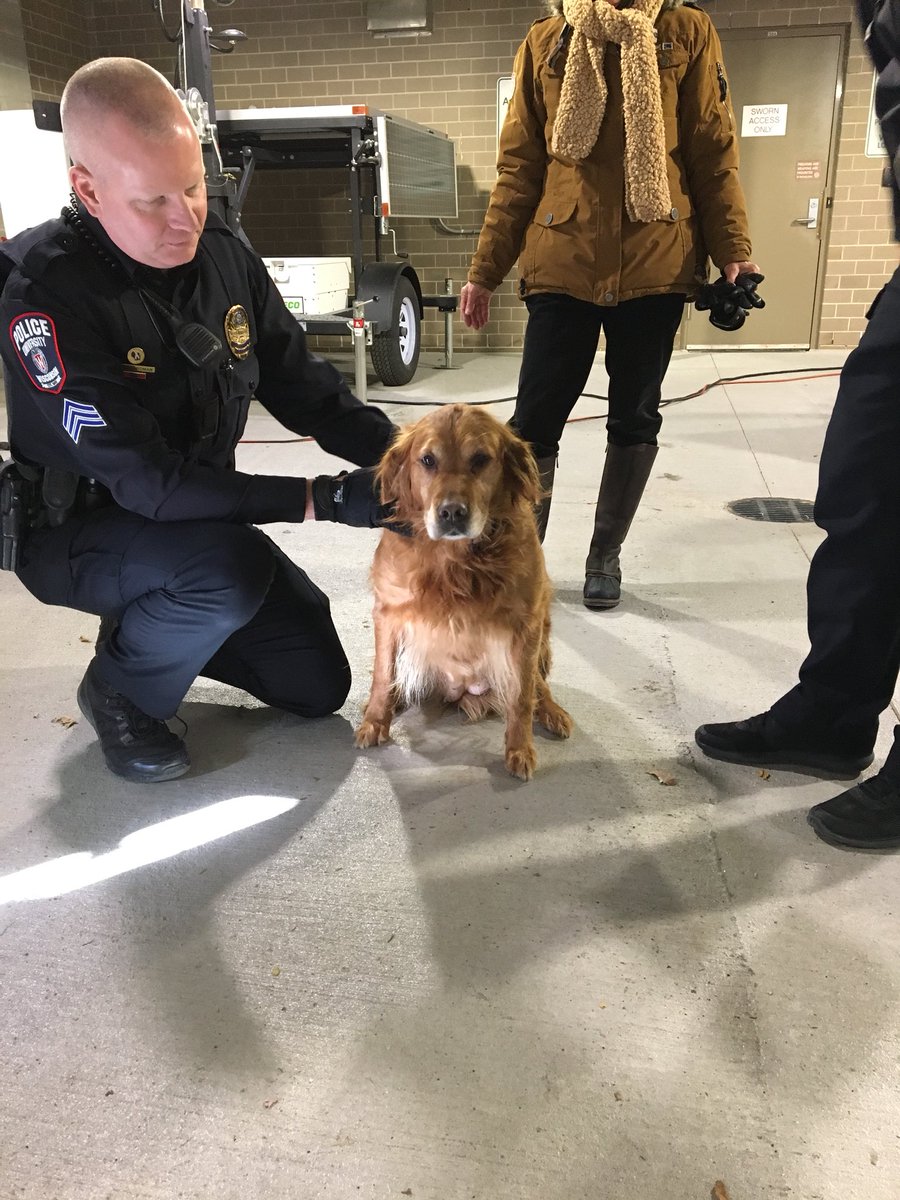 UWMadisonPolice's tweet photo. *FOUND DOG!*
A citizen brought this pup into us a short time ago — found running along the sidewalk near Midvale and Mineral Point Road. No collar or tags. Will be transported to Dane County Humane Society shortly.

Help us find the owner! https://t.co/8UQ5lGFy8t