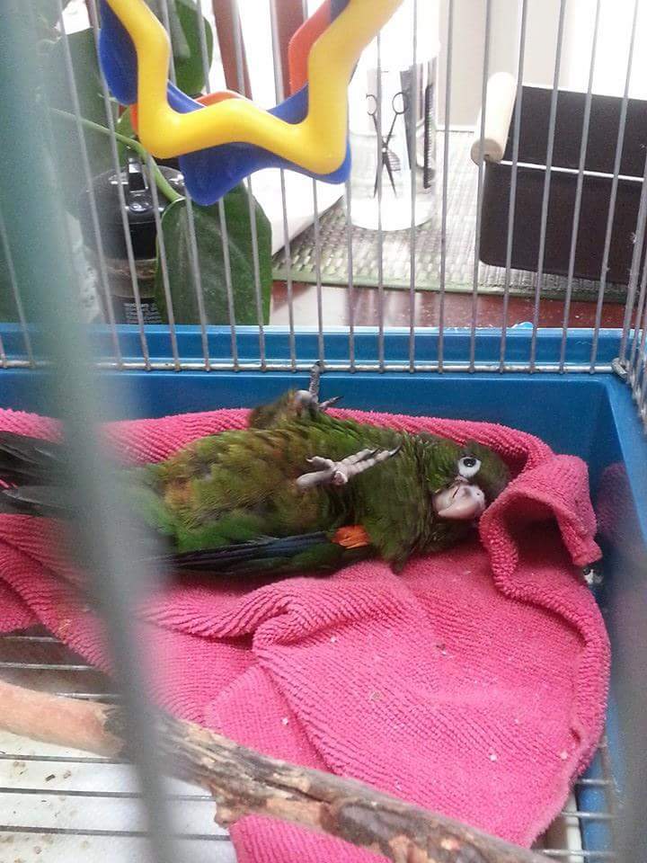 milo bird zone (mxbeakman) Twitter