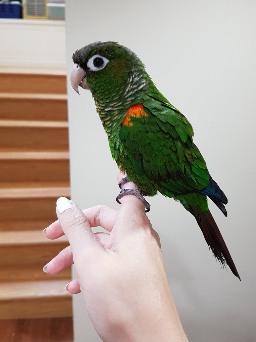 milo bird zone (mxbeakman) Twitter