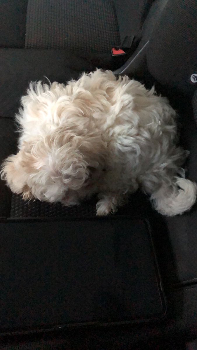 MPSHounslowSth's tweet image. With @MPSHestonCtrl we recovered a stolen dog during an arrest enquiry and returned her safely to its owner. #puppylove
