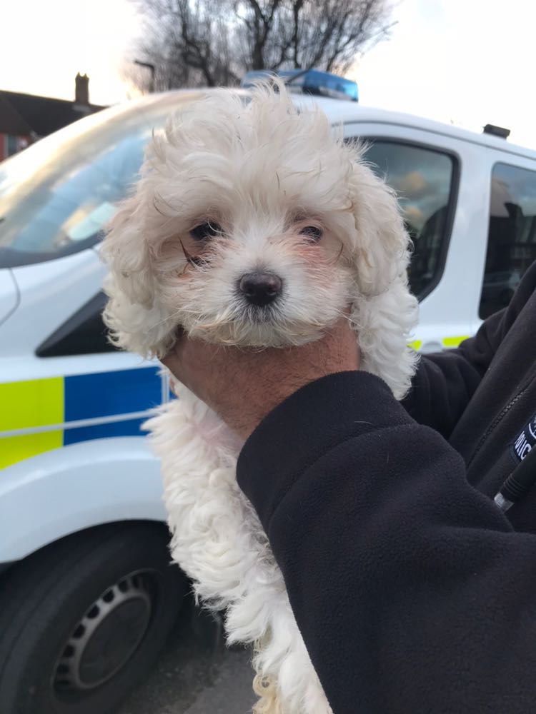 MPSHounslowSth's tweet image. With @MPSHestonCtrl we recovered a stolen dog during an arrest enquiry and returned her safely to its owner. #puppylove