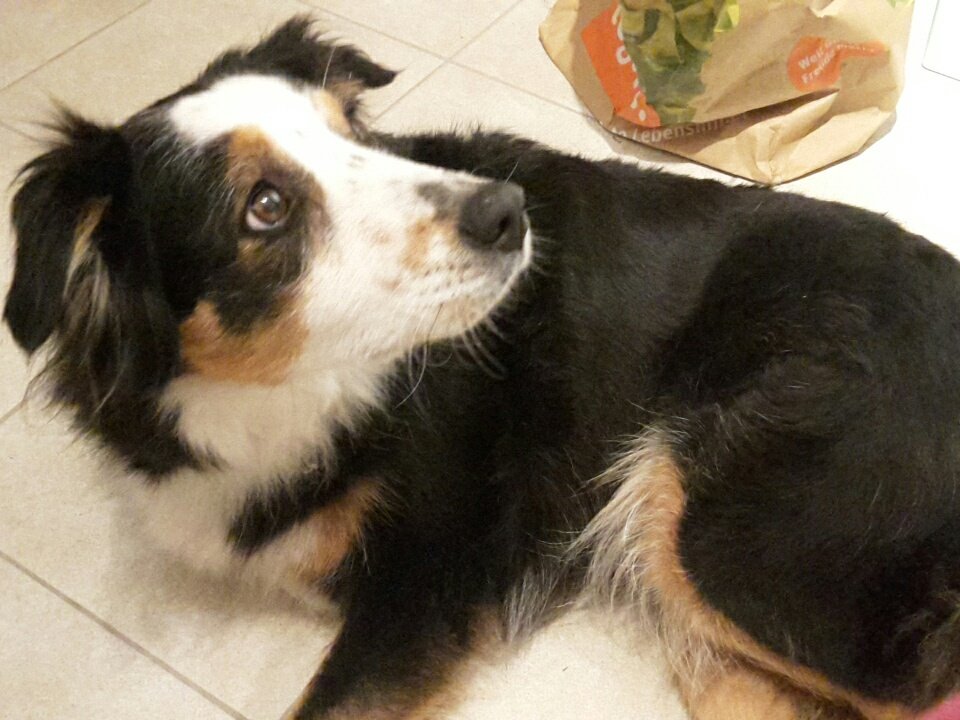 Musiziosa's tweet photo. @MankoDebil : "Dann rühr das nochmal um." 
@HaereticJeffist : "Mit dem Rührmesser?"
@MankoDebil : "Ja."

Wir machen Pfannkuchen. Mit @Geigus_Maximus und @Charly_meow und dem Hundetier. https://t.co/LUnjTdzsC1