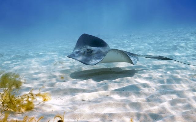 farndell_karen's tweet photo. I #FirstSetSail on Grand Princess in 2002 in the Caribbean hosting travel agents. Lots of happy memories including swimming with stingrays. https://t.co/TRygqmAHMS