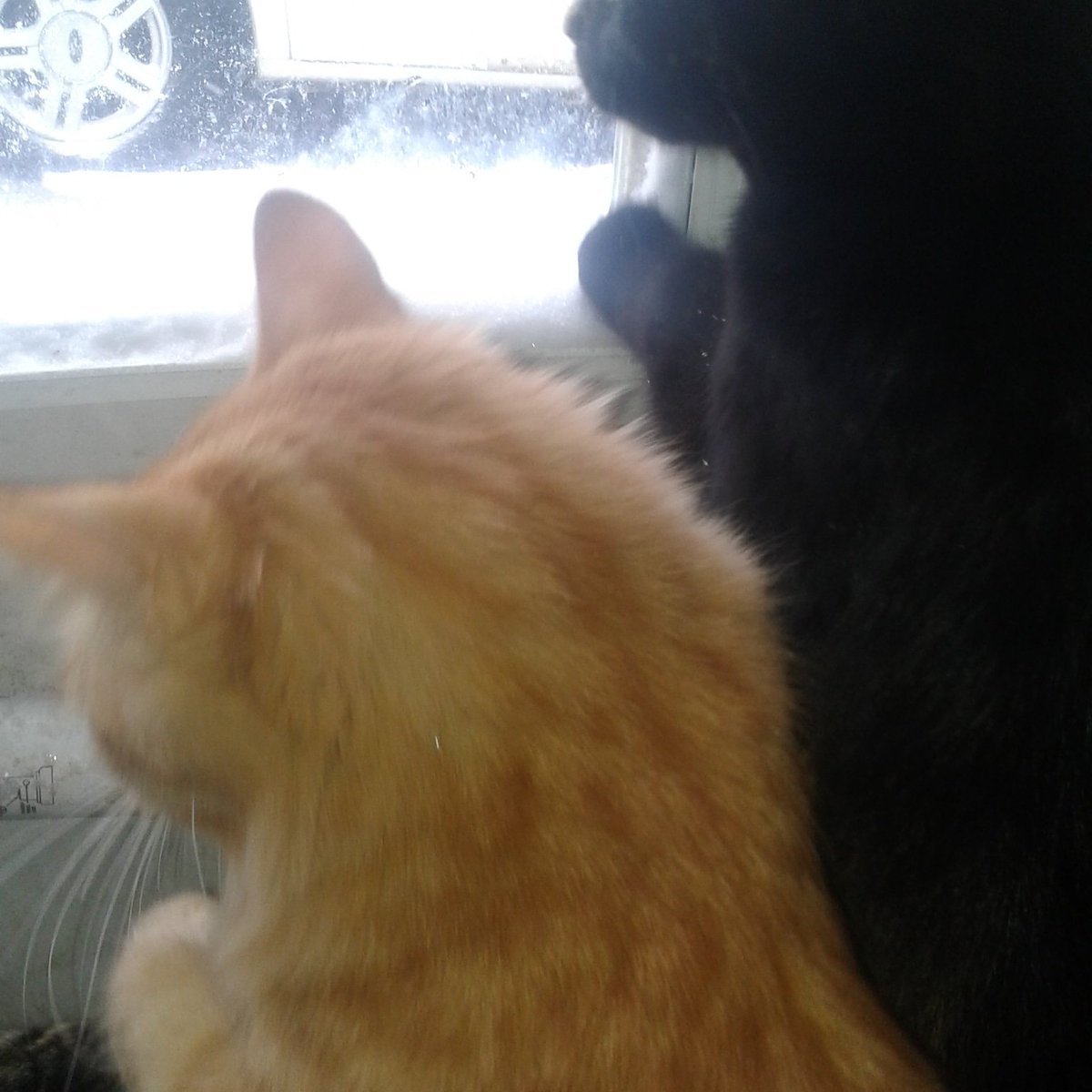 Maxcattrax's tweet photo. Let us out we want to playyy!!!! #Maryland #EasternShore #blizzard #blizzard2018 #cats #kittens https://t.co/gbohxYZq8q