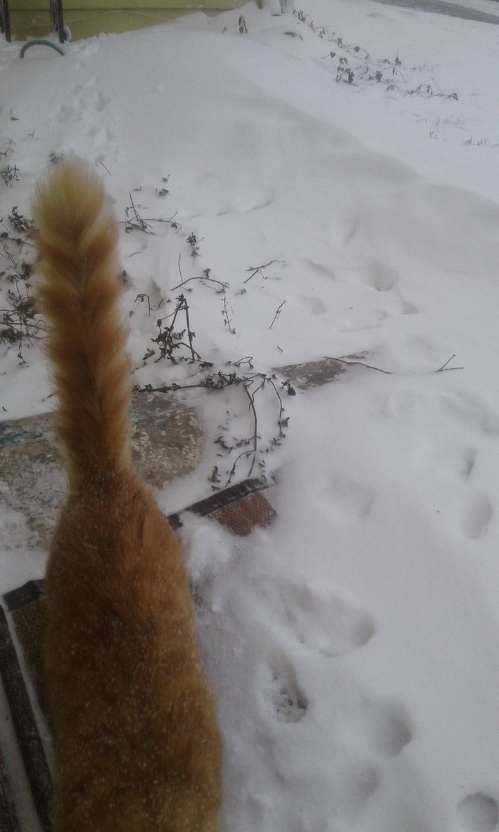 Maxcattrax's tweet photo. 5 minutes later: Let us back in its too cold out there! Too fast for the camera!
#Maryland #EasternShore #blizzard #blizzard2018 #cat #kitten https://t.co/jbysi4ujVf