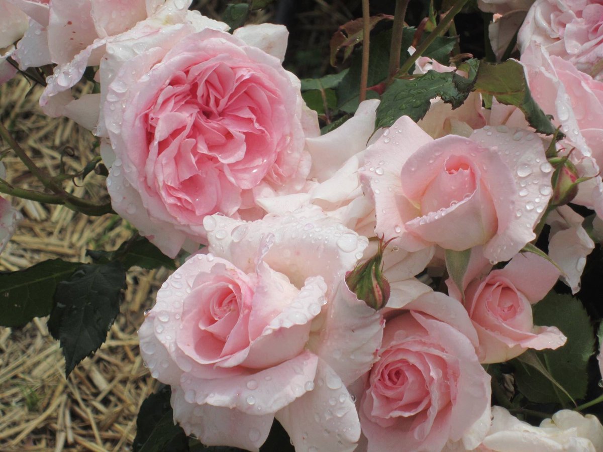 Maria Mieko Matsuoka (@matsuokamieko) on Twitter photo 