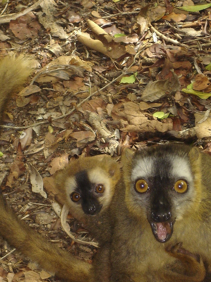 jgilchrist13's tweet photo. @WildlifeMag @Ben_garrod @DPZ_eu @BBCEarth @TetZoo @IleMadagascar @PlanetMada @MadagascarWild @BradtMadagascar @hilarybradt @WCS_Mada @wwf_mada Even more weird & disconcerting when they all gather round whilst you are having a pee. Eulemur rufifrons. #NationalTriviaDay
#Madagascar #lemurs #Kirindy #Africa #cuteanimals #primates #primate #wildlifephotography #naturephotography #wildlife #mammalwatching #prosimian #lemur https://t.co/GZfsoFUuTy