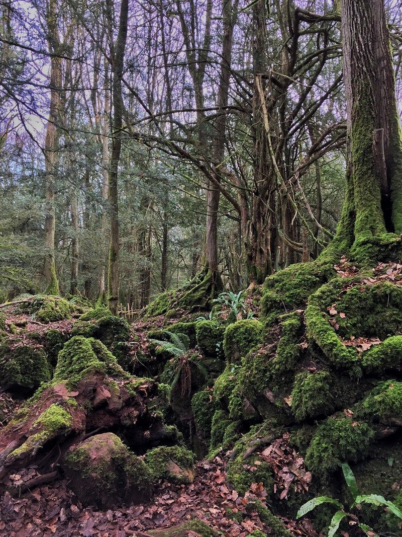 Splodz's tweet photo. One of the highlights of my year was wandering around @puzzlewoodfod. What a magical place.
https://t.co/OfVF52GEq6
#puzzlewood #getoutside #onehouroutside #outdoorbloggers #deanwye #deanwyebloggers https://t.co/g4n7zKcAbl