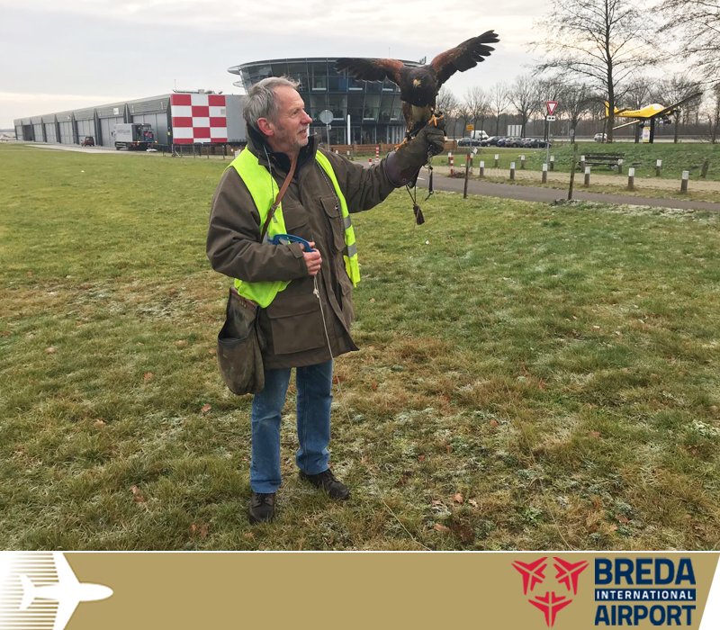 BredaAirport's tweet photo. @BredaAirport doet in deze weken een proef om #vogelaanvaringen in de #toekomst zoveel mogelijk te voorkomen. Door regelmatige aanwezigheid van een #woestijnbuizerd wordt gepoogd #vogelgroepen te verjagen. Er wordt momenteel alleen verjaagd en NIET gejaagd. #veilig #veiligheid https://t.co/YX6qLIn0gt