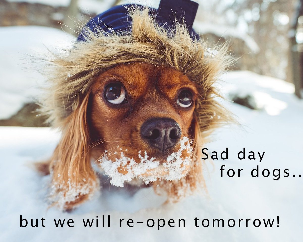 Tower_Dogs's tweet photo. Tower Dogs will be closed today due to the snow. We will open tomorrow with regular business hours. https://t.co/3ixyhwb56l
