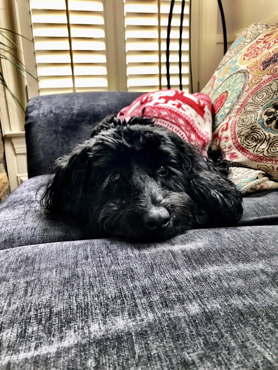 This cold weather has me like... #StayWarm #dogsoftwitter