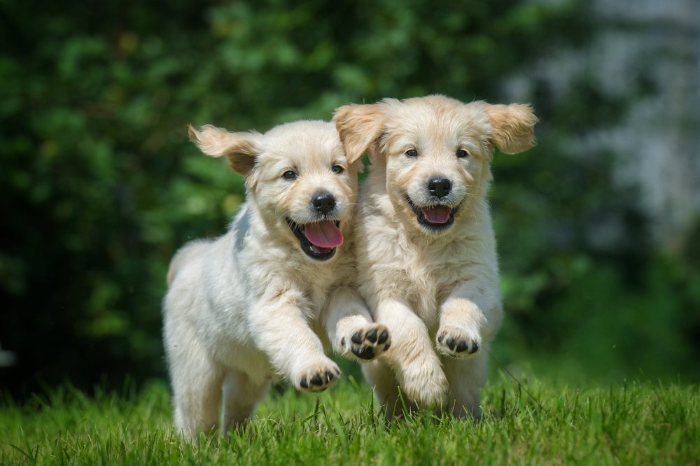 Ardmore Animal Hosp. (@ArdmoreAH) / Twitter Ardmore Animal Hosp. (@ArdmoreAH) / Twitter