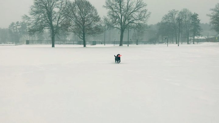 Snow Day at BF! See you tomorrow. ❄️🍦
.
.
.
#BedfordFarms #GreatDayForIceCream #GDFIC #bedfordma #concordma #burlingtonma ift.tt/2CpCEfp