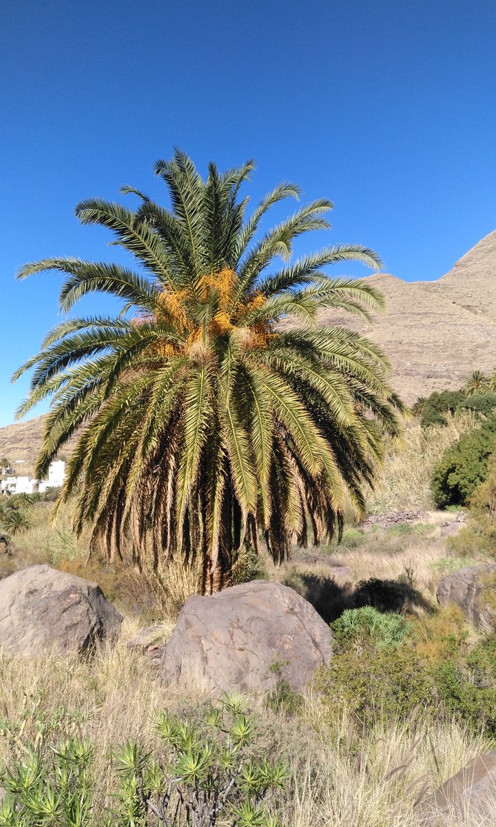 AlexBramwellGC's tweet photo. From #ElRisco to #CharcoAzul for a swim #Agaete #Canarias #canaryislands #etgc #ig_grancanaria #ig_canaryislands #Visitspain https://t.co/bcpz5xXrB4