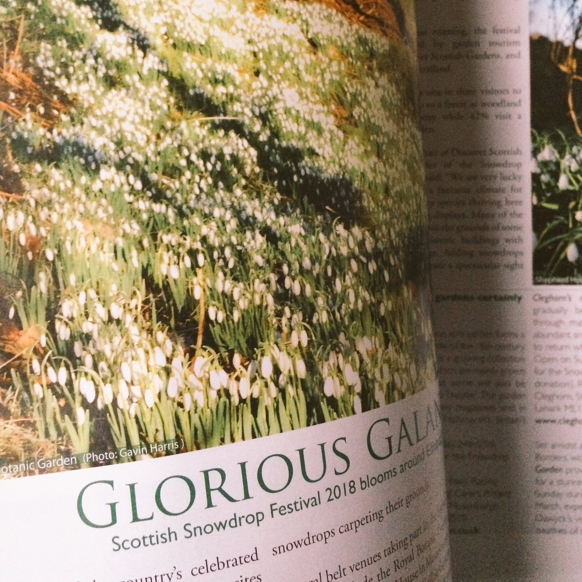 edlifemagazine's tweet photo. The #Scottish #SnowdropFestival 2018 blooms around #Edinburgh and the #Lothians 
Read our feature in the latest issue of @edlifemagazine, out on sale now! To find a #Snowdrop festival near you visit @scottishgdns or @VisitScotland https://t.co/Ldl4Jx9Bbx