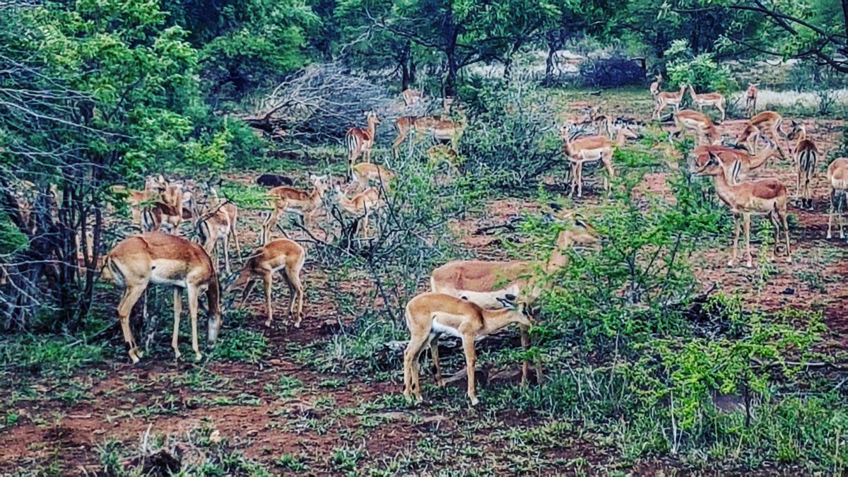 swartsus's tweet photo. Had the most amazing time with Elize Olivier at bushbabyadventures thank you soooo much #bushbabyadventours https://t.co/SwoXdISpBq
