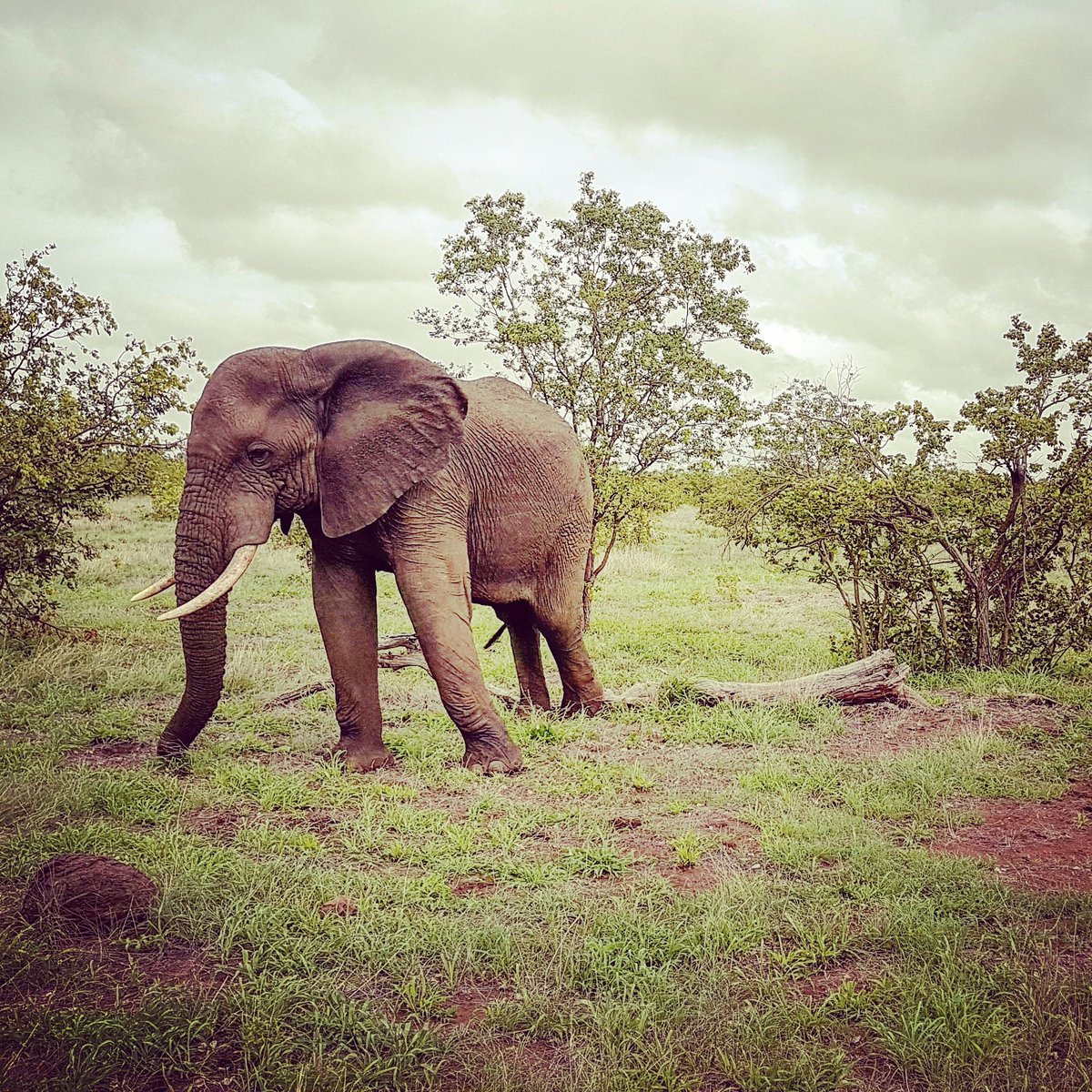 swartsus's tweet photo. Had the most amazing time with Elize Olivier at bushbabyadventures thank you soooo much #bushbabyadventours https://t.co/SwoXdISpBq