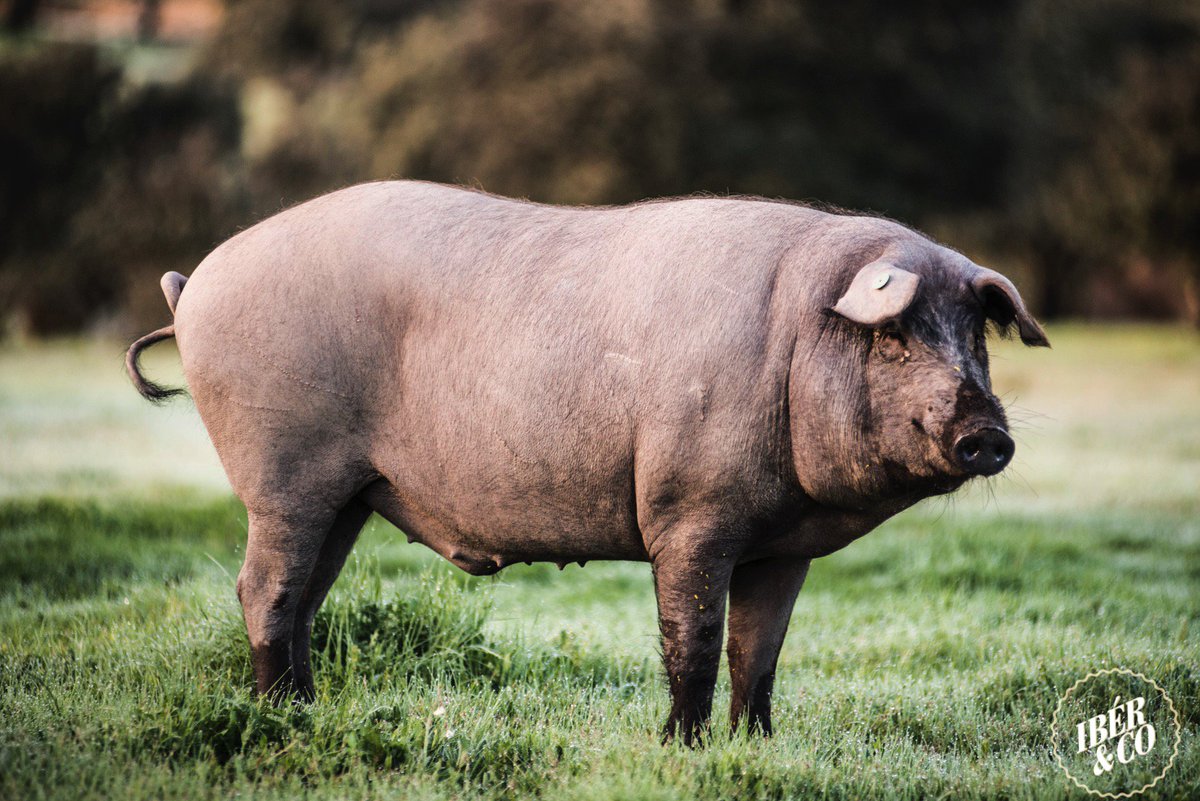 CortadorMaestro's tweet photo. Fantastic ibérico bellota pig (acorn feed) in la Dehesa Extremeña.
Fantástico cerdo ibérico de bellota en la Dehesa Extremeña. https://t.co/IWb4waorA9