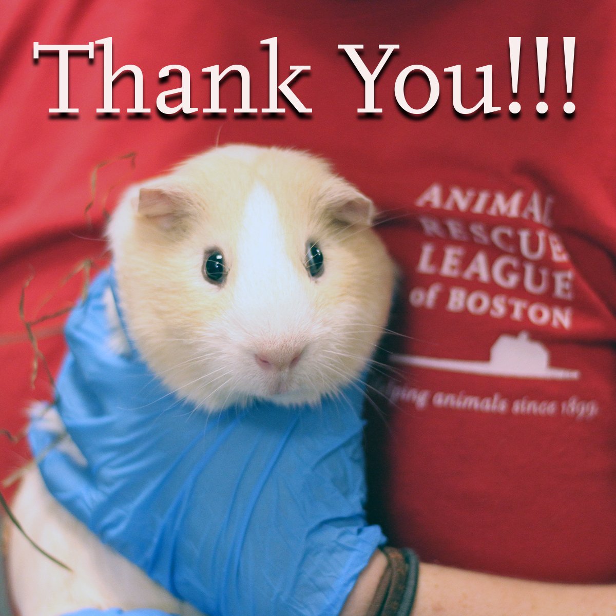 ARLBostonRescue's tweet photo. While ARL's Adoption Centers are closed today, a big #ThankYouThursday to our amazing staff and volunteers who are ensuring our shelter animals are safe, healthy and happy today. #ChampionsForAnimals https://t.co/JD3ztOE0nq