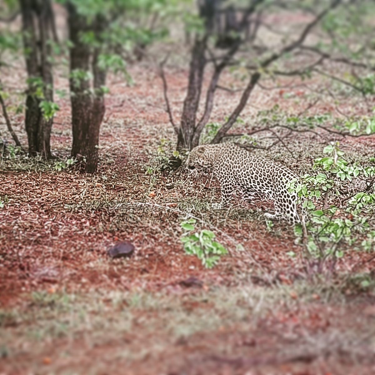 swartsus's tweet photo. #krugerpark#fun#goodfriends#bushbabyadventours https://t.co/AVLhwh9He6