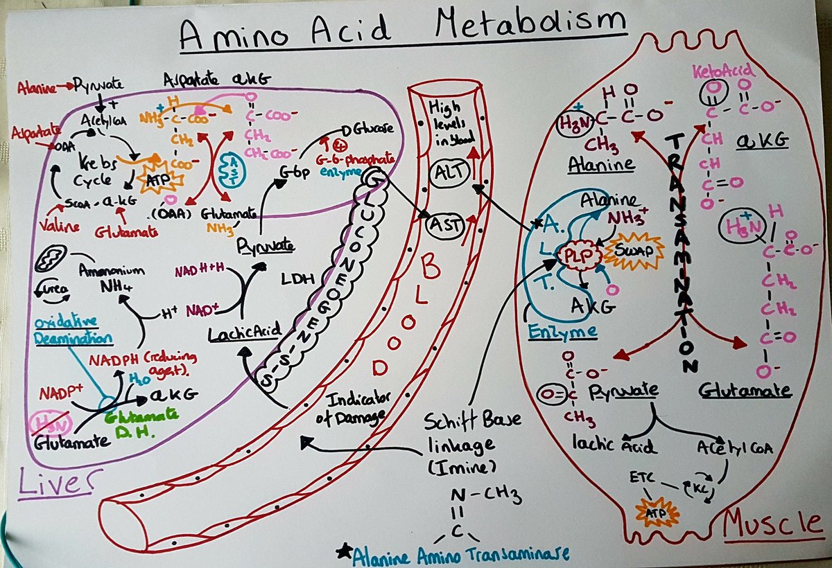 NicolecrFowler's tweet photo. Amino acid metabolism looks complicated but makes sense to me! 😂 Enjoying biochemistry so much it's an amazing topic #deamination #transamination #biochemistry https://t.co/rkXvC5jZXB