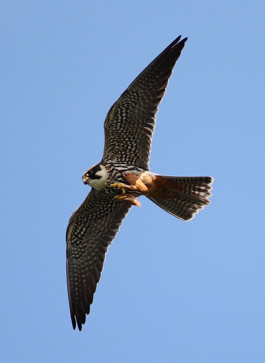 HMWTBadger's tweet photo. Table #football game #Subbuteo was named after the Eurasian Hobby (Falco subbuteo) after the game's creator Peter Adolph had a patent to name the game 'Hobby' turned down.  #NationalTriviaDay #wildlifeinspiration https://t.co/kprLxr0fHB