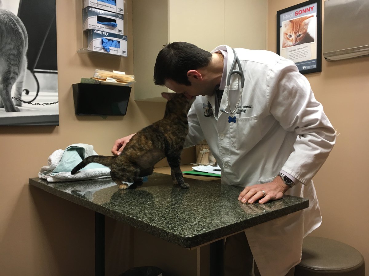 TheJLACF's tweet photo. Going to the oncologist isn’t so bad... getting some love from Ziggy! #beatcancer #catlove https://t.co/j77hLjuAIv