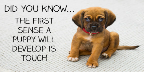 Did you know - the first sense a puppy will develop is touch? #fact #NationalTriviaDay #ThursdayThought