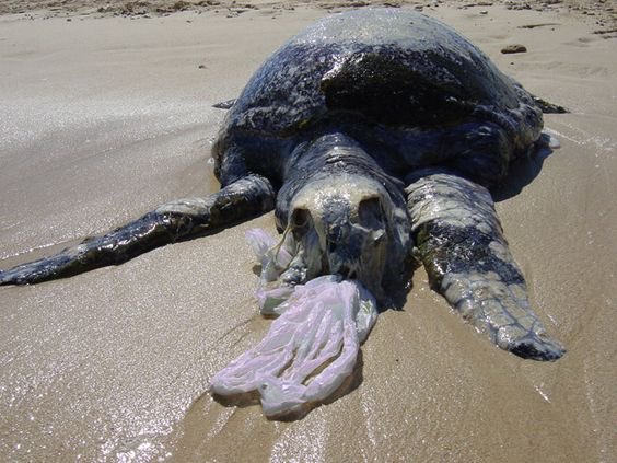 MissCostaShark's tweet photo. #ThursdayThoughts: Why plastic is a problem for sea turtles and the ocean. #KickPlastic 🚫 https://t.co/D3QqUn0rSh