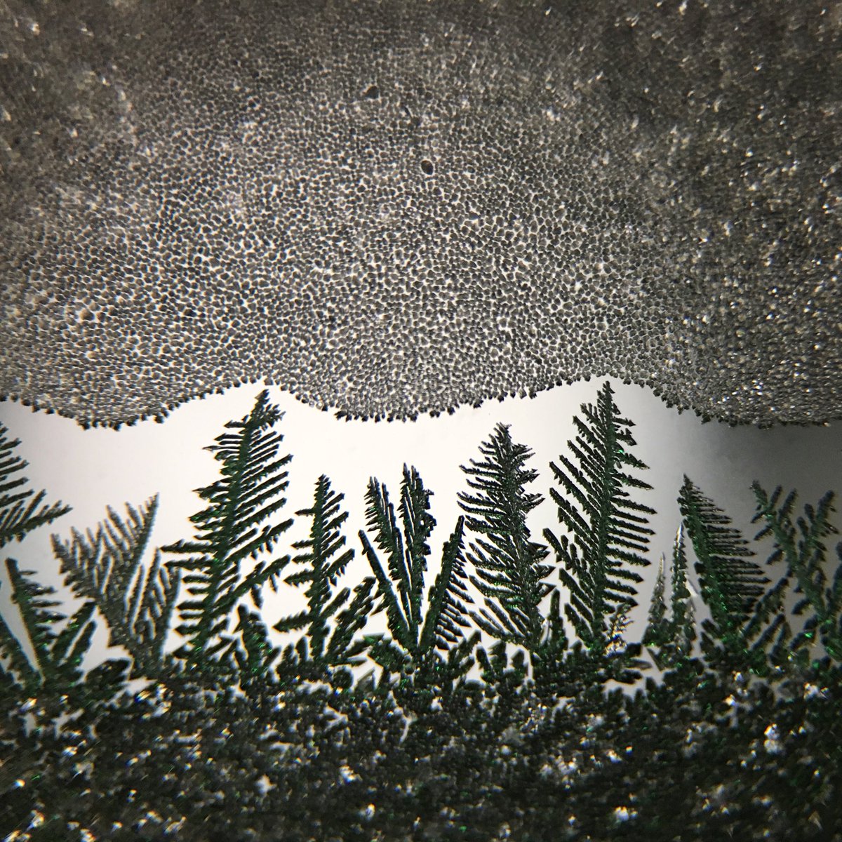 Window frost or tiny pine trees? Great capture of nature's attention to detail by <a href="/AlecWILDerland/">Alec in WILDerland</a>!
