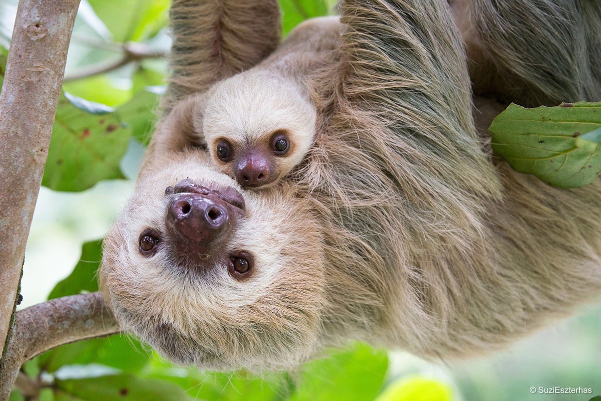 ramblingsloa's tweet photo. Thank you all for your wonderful wishes for my trip.
I am visiting the National Parks across Costa Rica for the next three weeks.
I will still post and get back to everyone when I can.
These are some of my new friends 😊 https://t.co/XjZ03Zpj16
