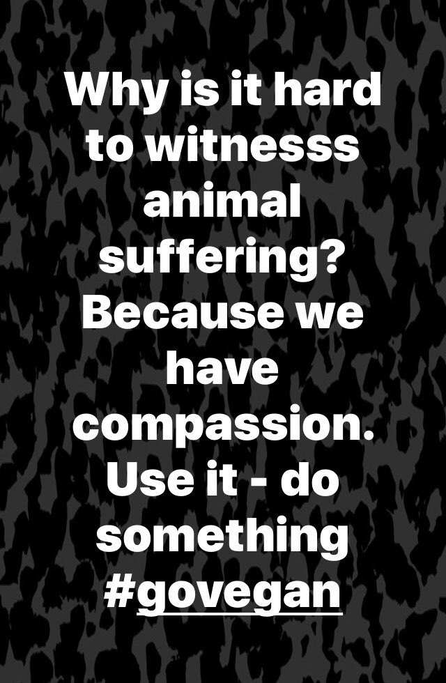 AnaLevley's tweet photo. Why is it hard to witnesss animal suffering? Because we have compassion. Use it - do something #Govegan #wakeup #meateater https://t.co/3g9Q2yj0UN